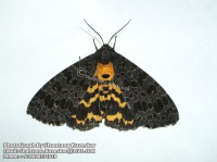 /album/moths/moth-3-photograph-by-shantanu-kuveskar-jpg/